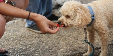 What Can I Give My Dog For Treats?