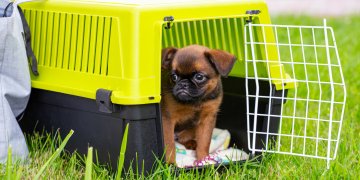 Puppy Confiscated From Fugitives: Portsmouth Police Reports