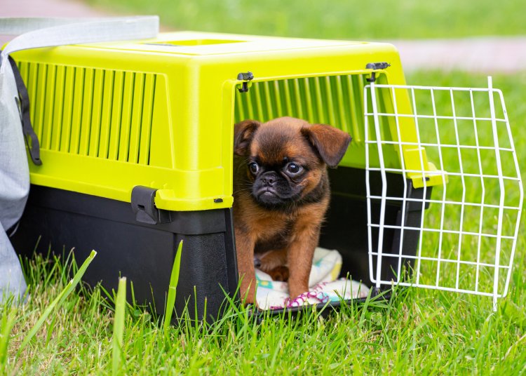 Puppy Confiscated From Fugitives: Portsmouth Police Reports