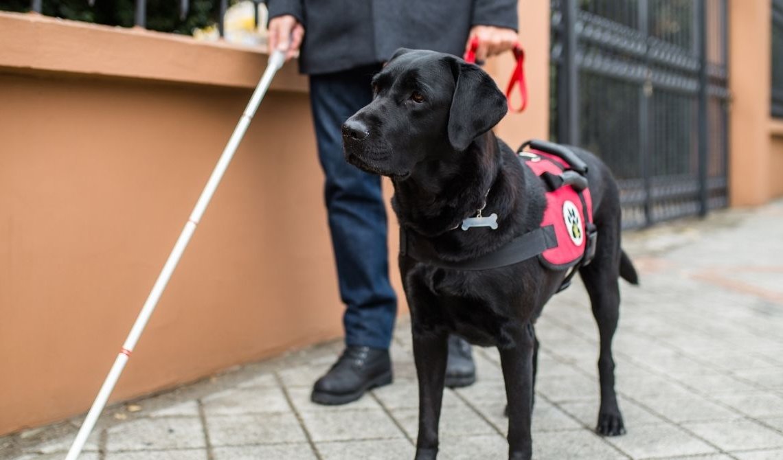 Different Types of Service Dogs for People With Disabilities