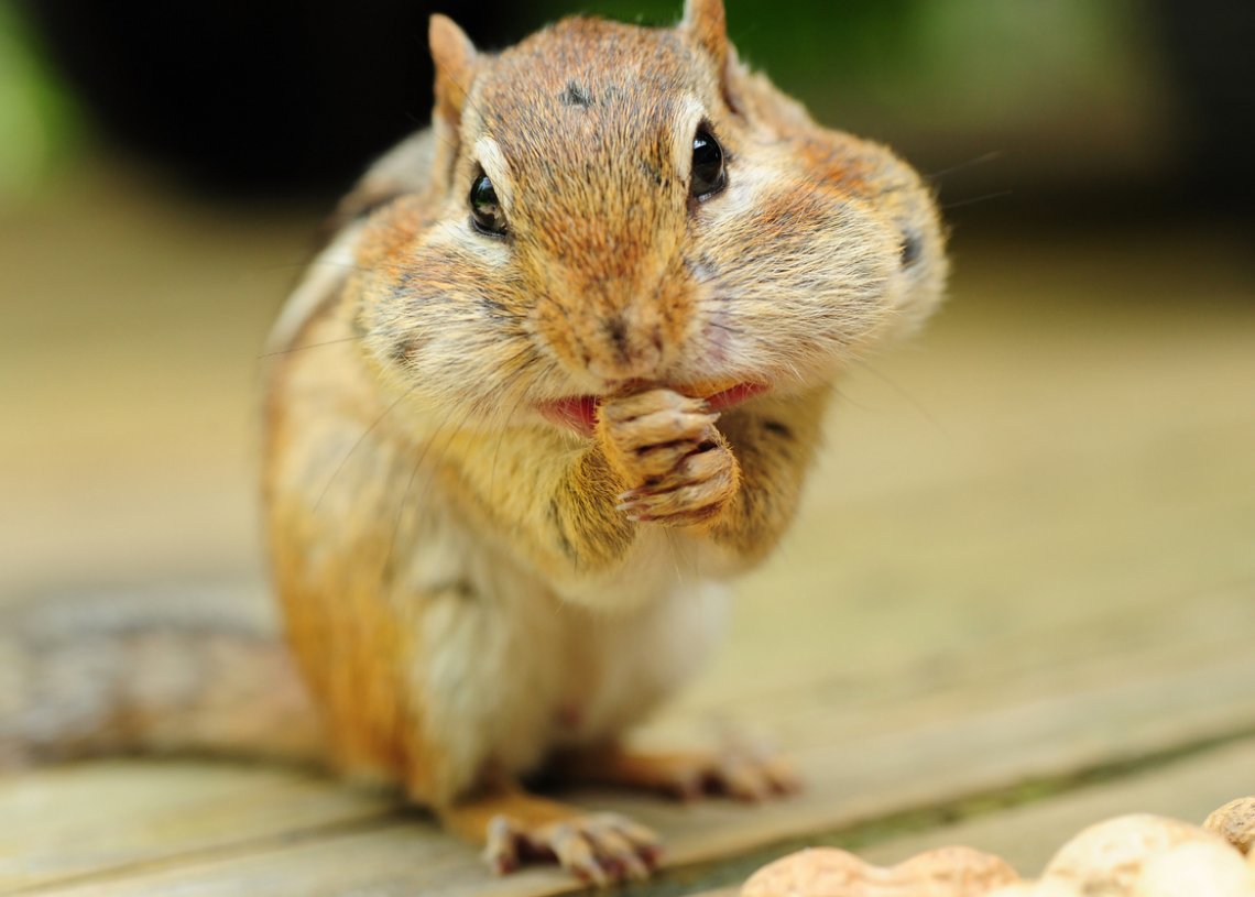 Suspect Swallows Drugs When Police Catch Up to Him on Stolen Bike