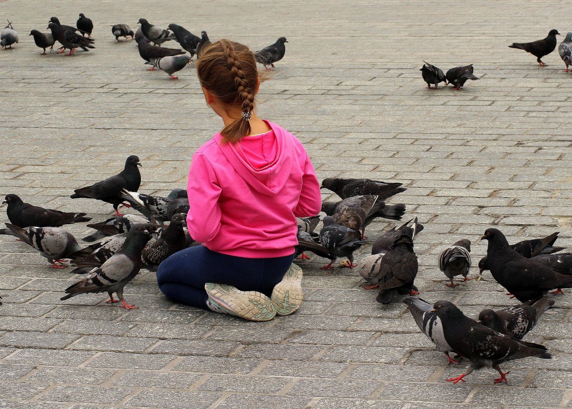 Portsmouth Wants Bans Feeding Stray Animals and Pigeons