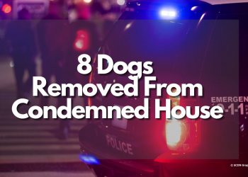 8 Dogs Removed From Condemned House