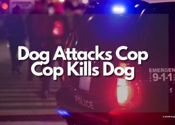 Officer Kills Dog After Poplar Street Attack