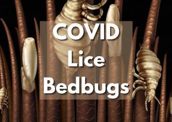 COVID, Lice & Bedbugs