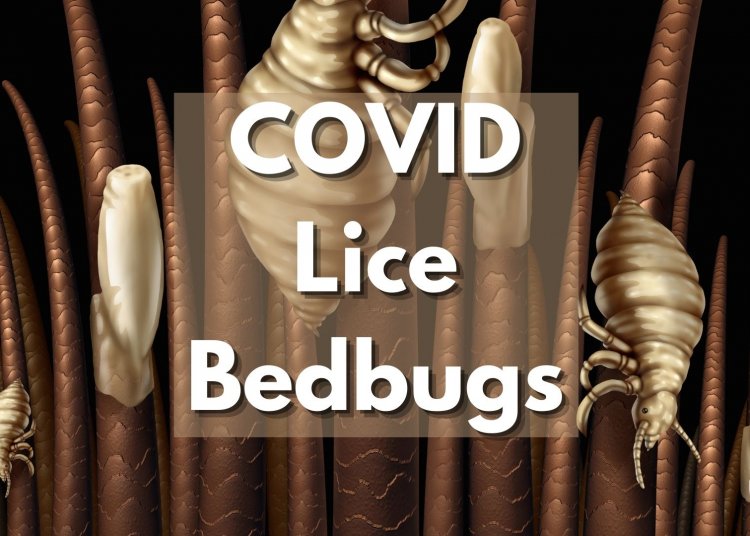 COVID, Lice & Bedbugs