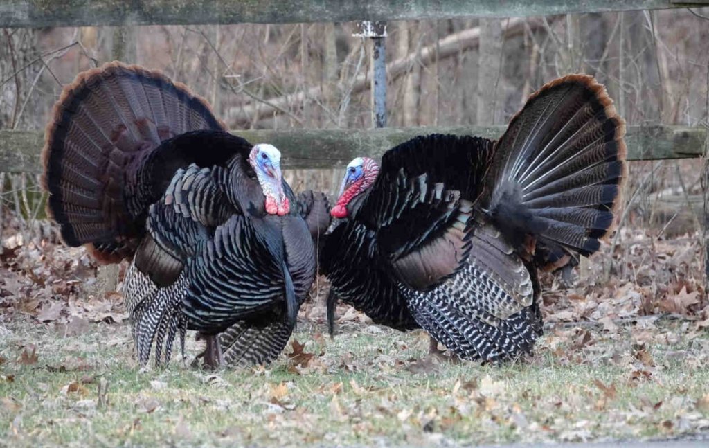 Ohio’s Wild Turkey Hunting Seasons Begin in April