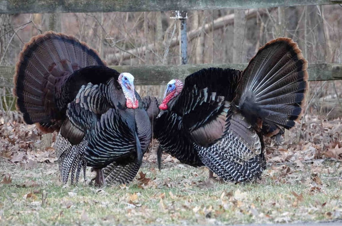 Ohio’s Wild Turkey Hunting Seasons Begin in April
