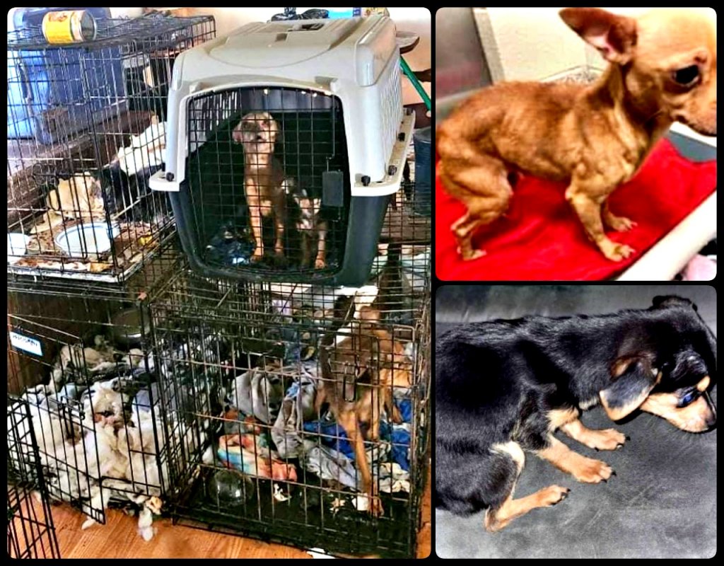 Abandoned Dogs Rescued on Ginat Drive Home