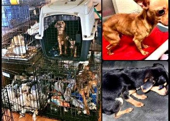 Abandoned Dogs Rescued on Ginat Drive Home