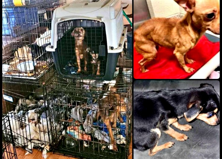 Abandoned Dogs Rescued on Ginat Drive Home