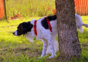 Taco Bell Reports People Peeing in the Parking Lot