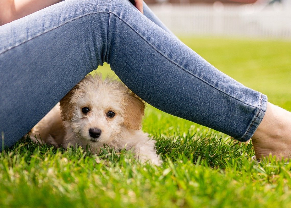 SCDN First Company in County to Offer Pawternity Leave