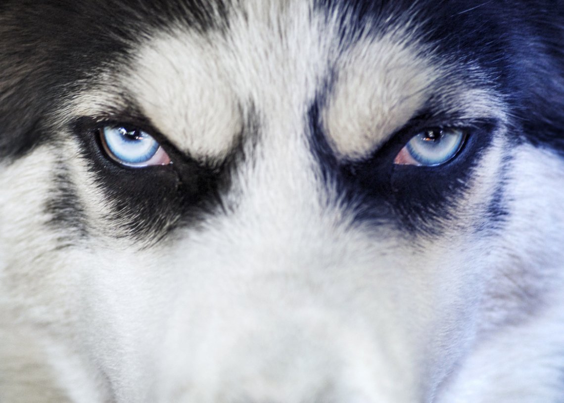 Loose Dogs Terrorize Sherman Road Resident