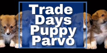 Ohio Puppy Purchased at Lucasville Trade Days Fights For Life After Parvo Diagnosis