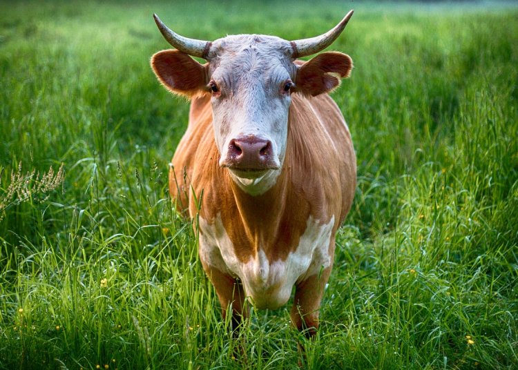 Deputies Investigate Sciotodale Bull Mystery