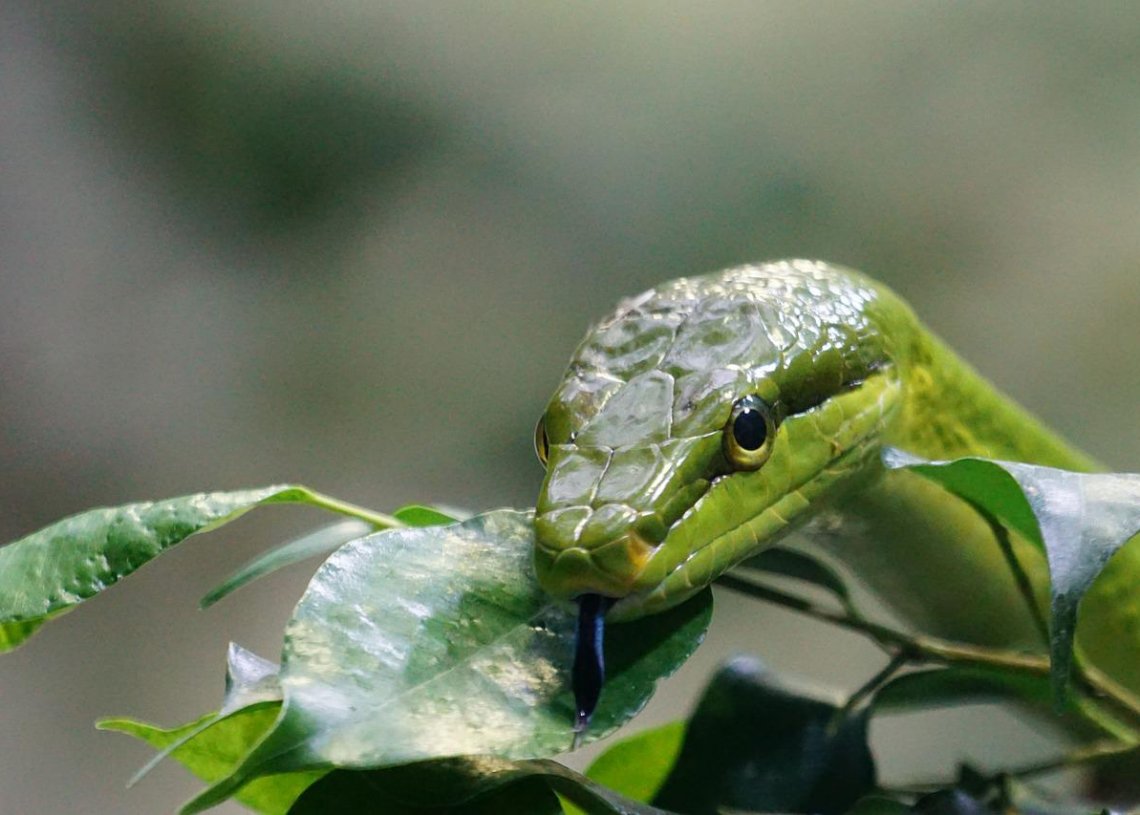 West Portsmouth Man Says He Trespassed Because of Snakes