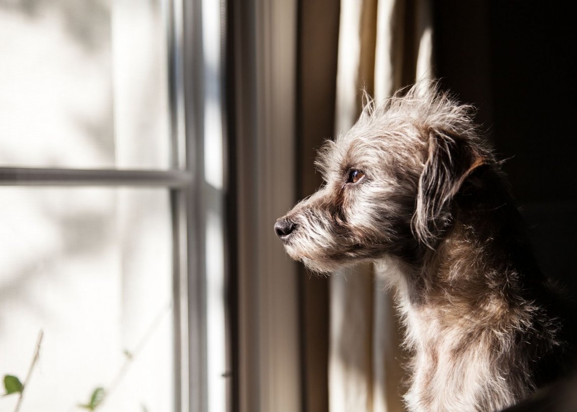 Practical Ways To Help Your Dog Cope With Anxiety