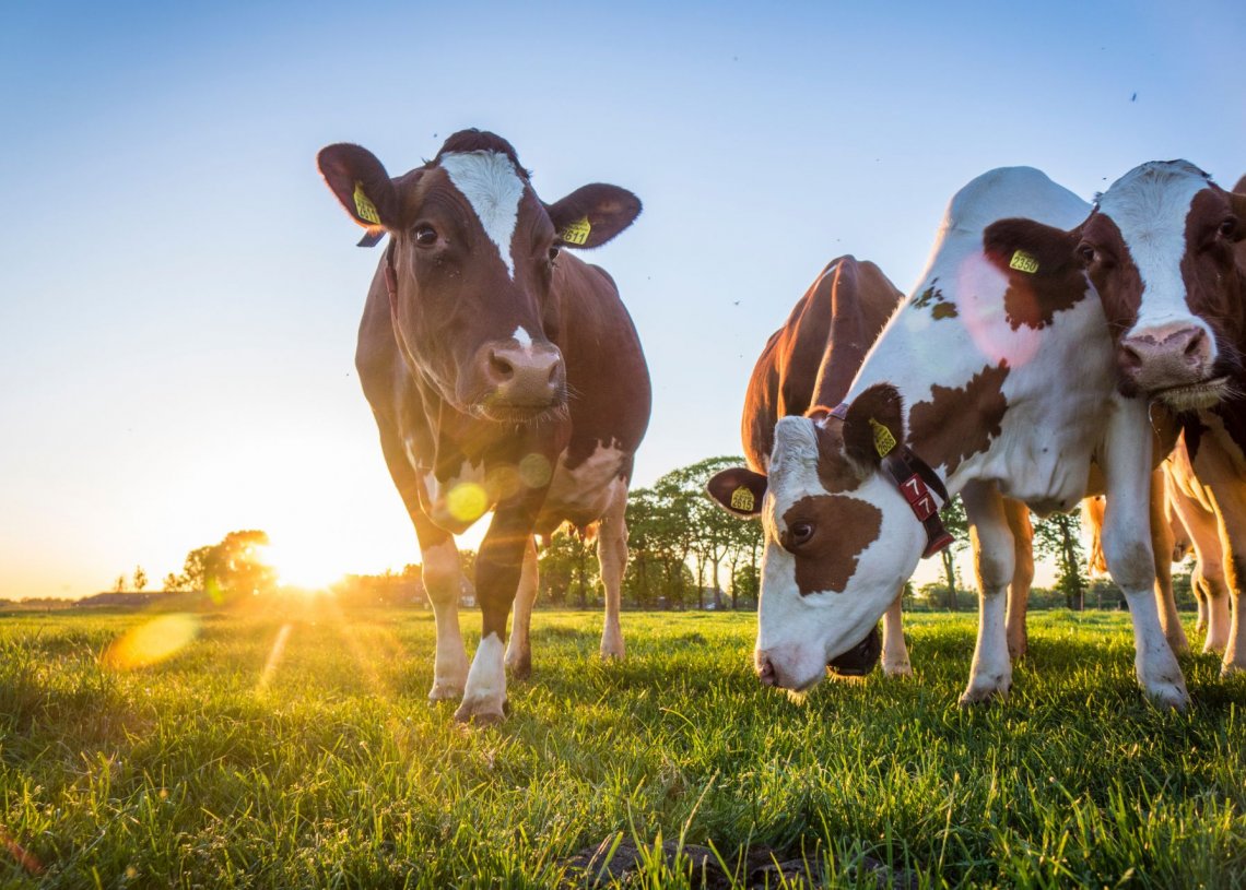 What To Know Before Getting Cows on Your Farm