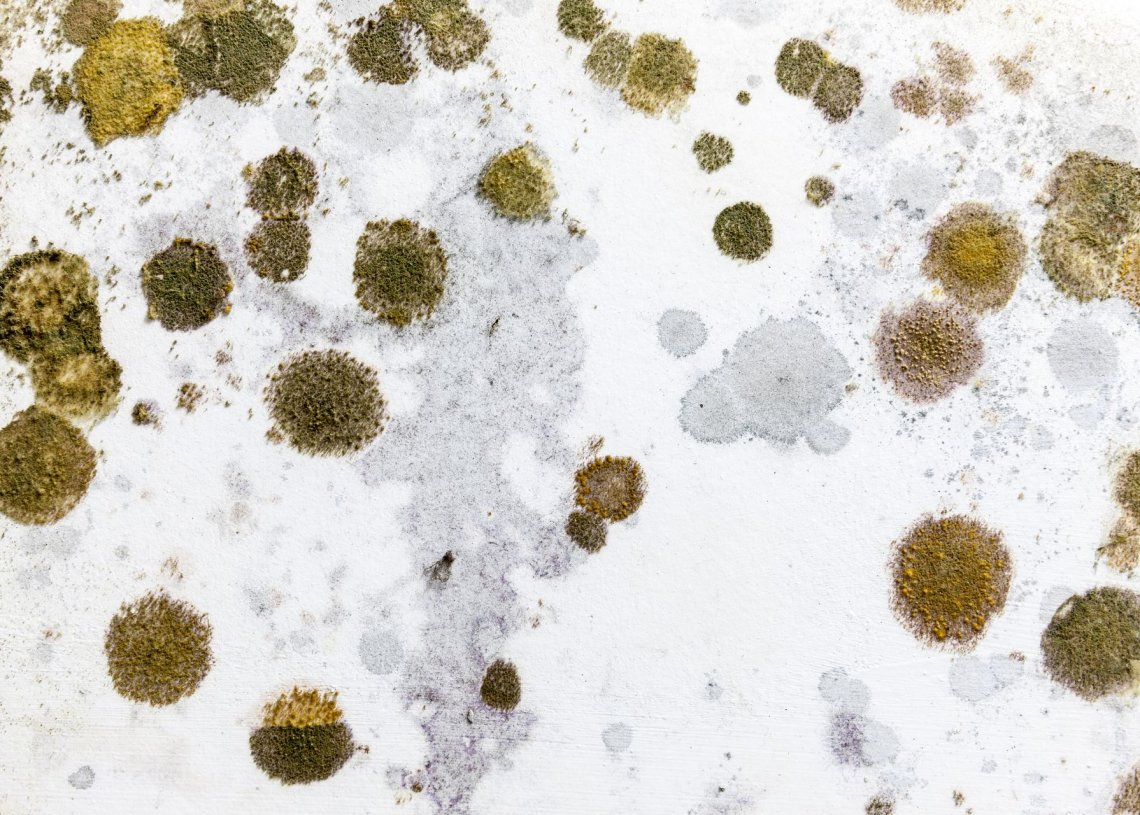What Are the Most Common Summer Allergies?