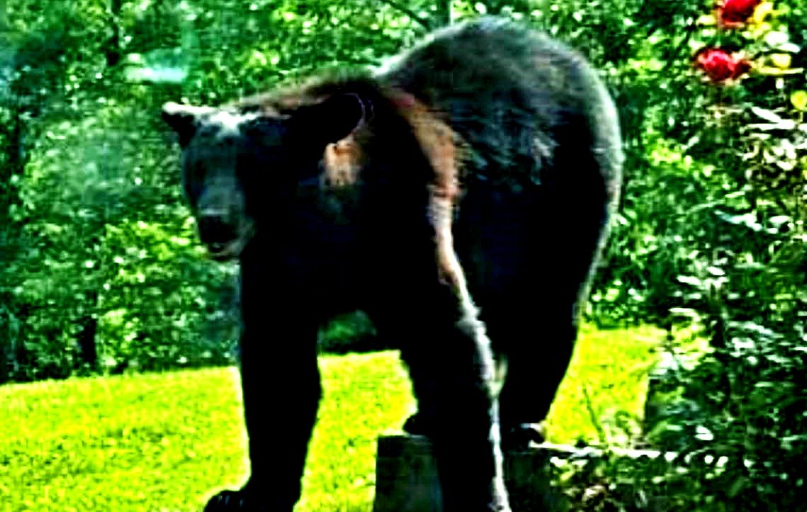 Bears Scioto County