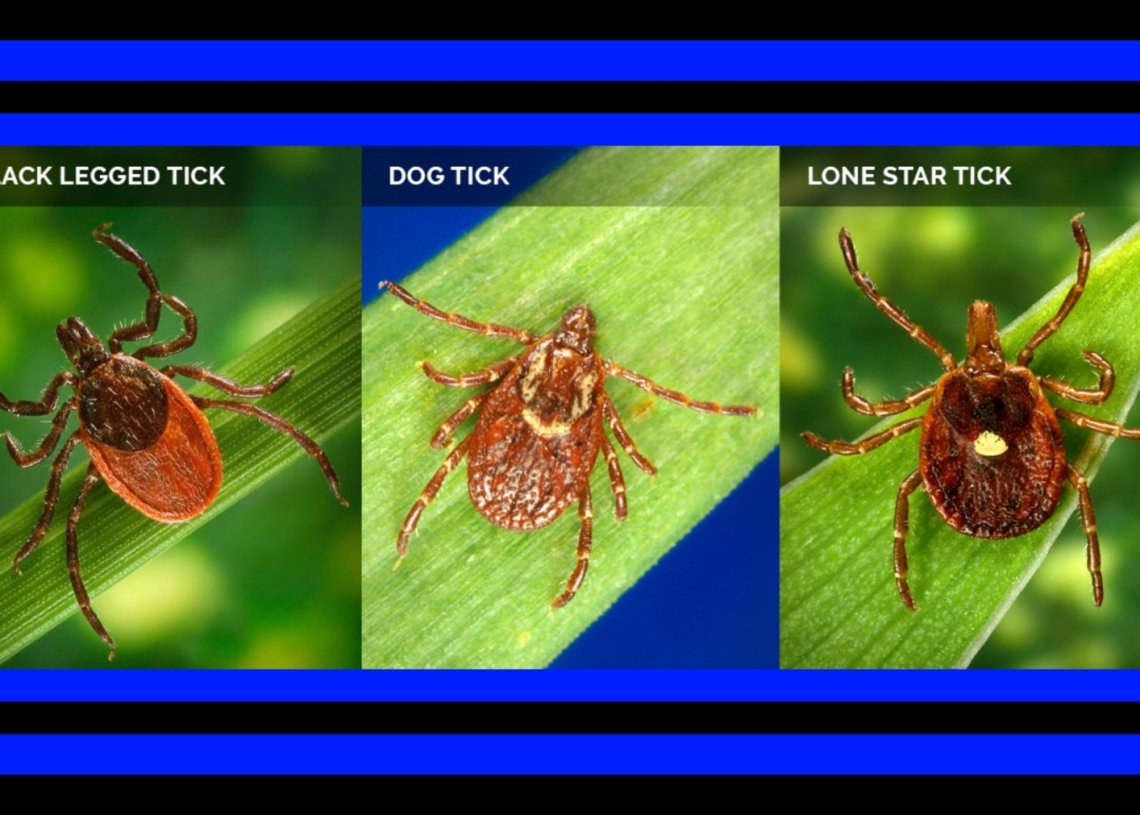 Ohio Ticks ODNR