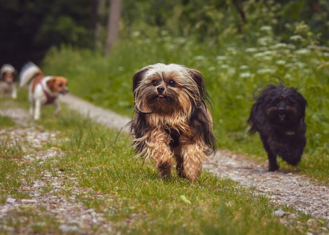dogs running