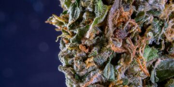 weed