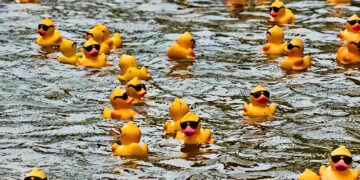 Duck derbies