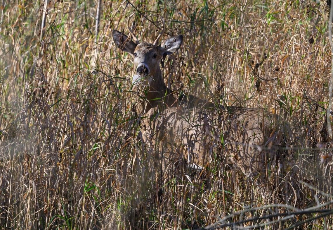 Ohio’s Deer Archery Season