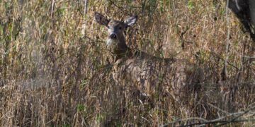 Ohio’s Deer Archery Season