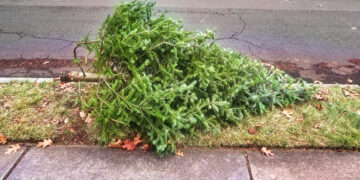 Christmas tree recycling