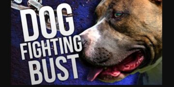 Dog Fighting