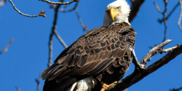 bald eagle