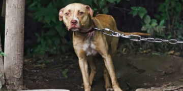 dog on chain outside