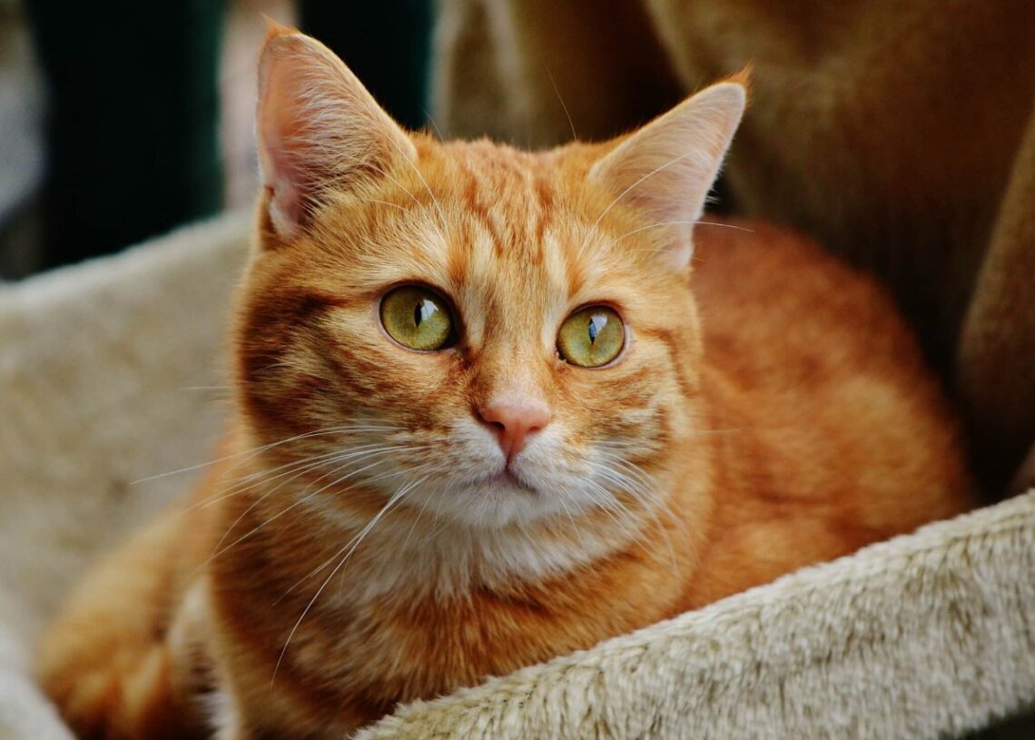 orange cat