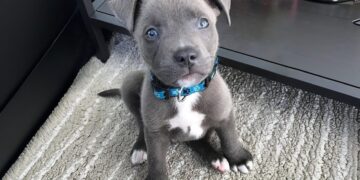 Pitbull puppy