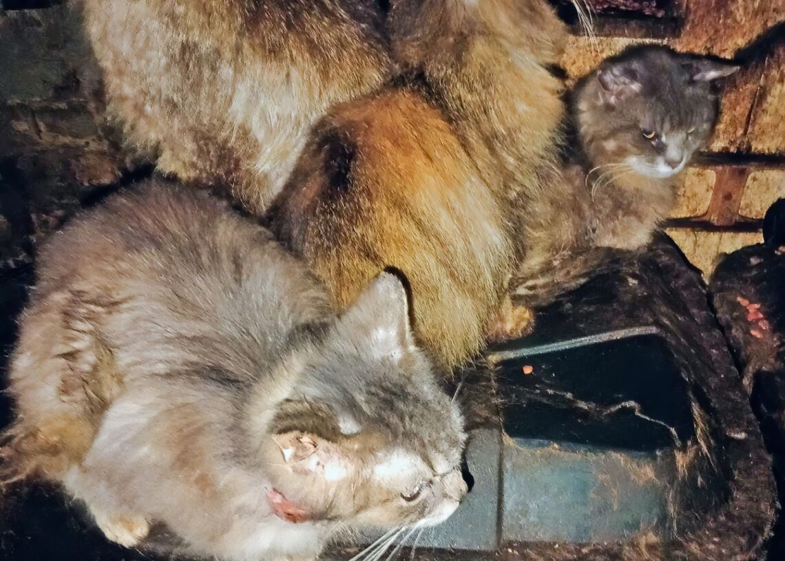 Photos by Chrystal Brown-Dixon