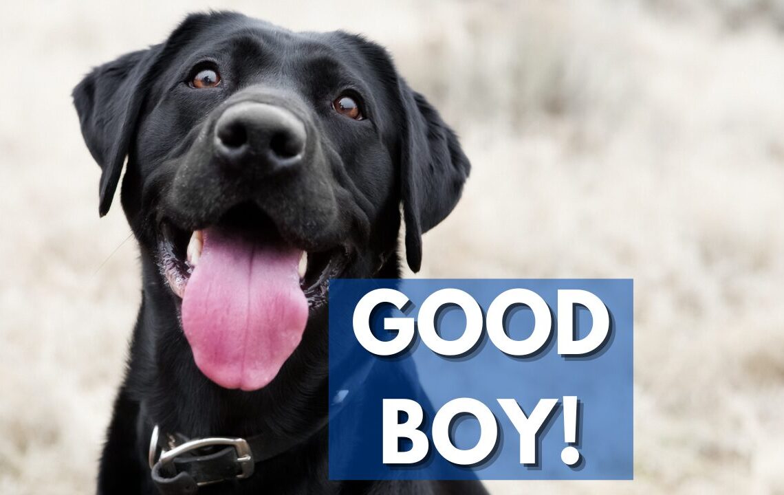 Good Boy
