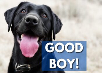 Good Boy