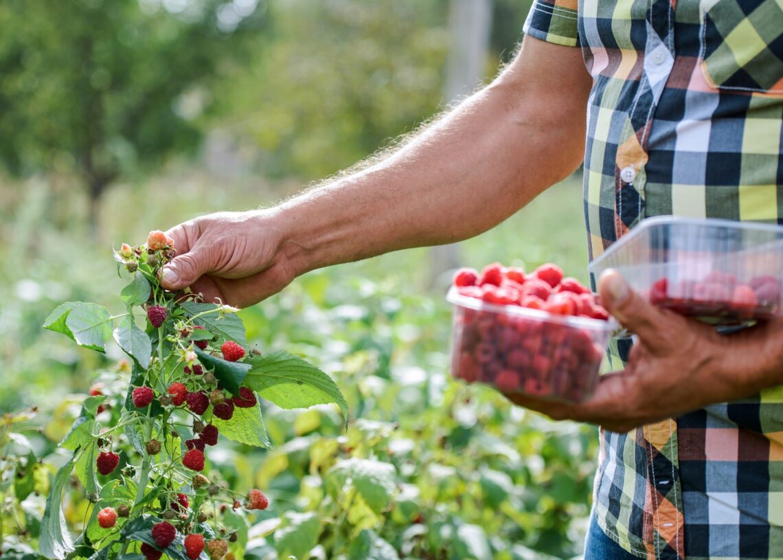 A man in a plaid shirt holds two clear plastic baskets of raspberries in one hand while holding the vine with the other.