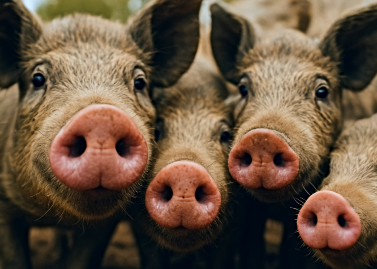 pigs