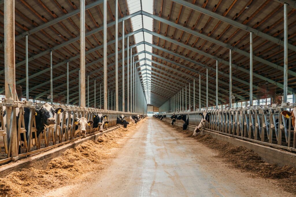 A large, muddy aisle through the middle of a livestock barn. Each side contains dairy cattle and stall systems.