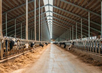 A large, muddy aisle through the middle of a livestock barn. Each side contains dairy cattle and stall systems.