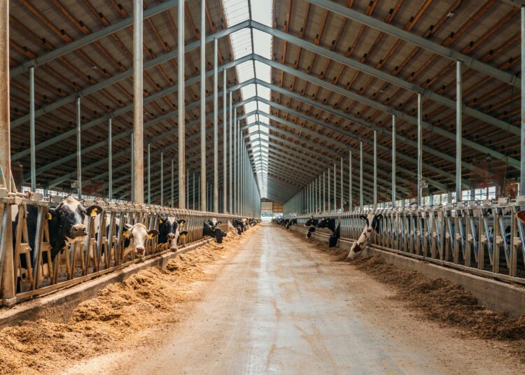 A large, muddy aisle through the middle of a livestock barn. Each side contains dairy cattle and stall systems.