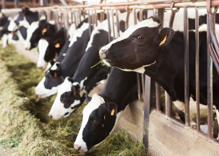 Black-and-white Holstein cows lined up in stalls stick their heads out and eat grass hay. They have tags in their ears.