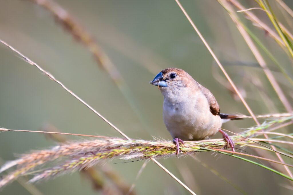 An Indian silverbill bird is perched on the heads of green- and beige- colored wheat, causing the grain to bend.