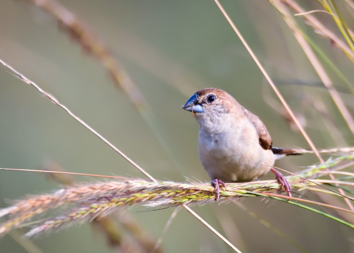An Indian silverbill bird is perched on the heads of green- and beige- colored wheat, causing the grain to bend.