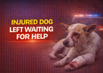 Injured Dog Left waiting