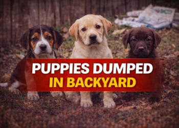 puppies dumped in back yard
